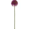 Allium ALLIUM