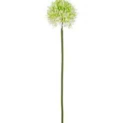 Allium ALLIUM