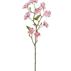 Apfelblütenzweig APFELBLÜTE