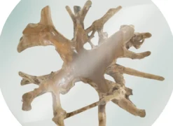Couchtisch NATURE