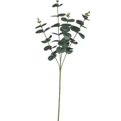 Eukalyptuszweig EUKALYPTUS