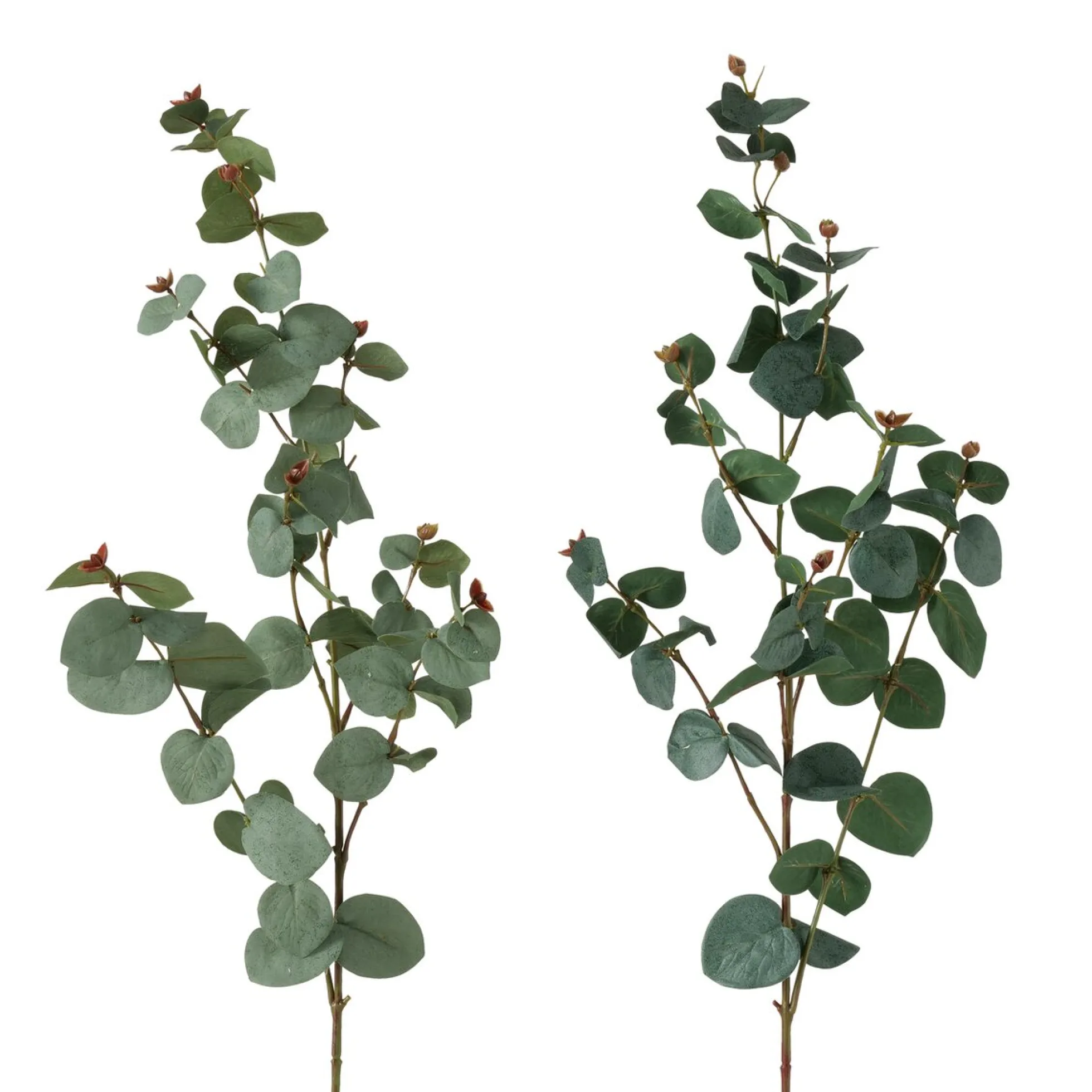 Eukalyptuszweig FLOWERS