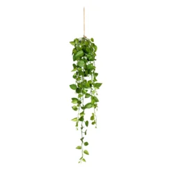 Grünpflanze im Topf PHILODENDRON