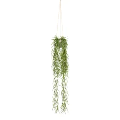Grünpflanze im Topf TILLANDSIA