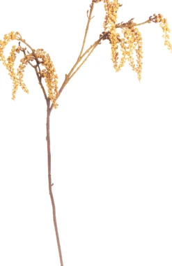 Herbstzweig HERBST