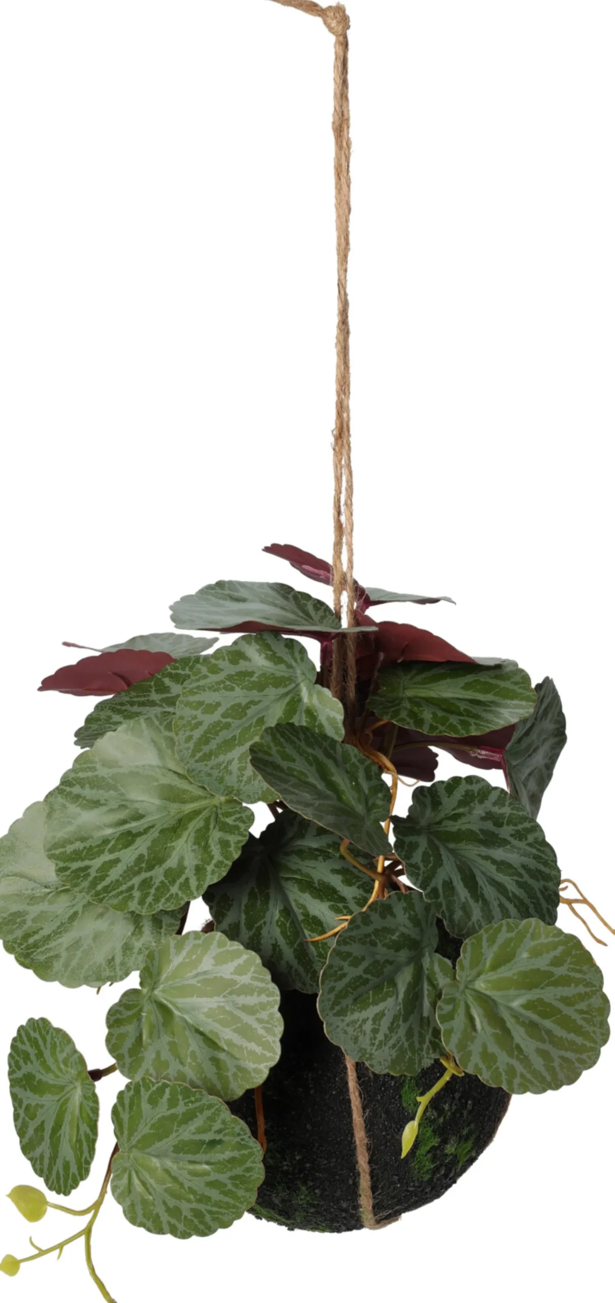 Hängepflanze 30cm BOTANIC