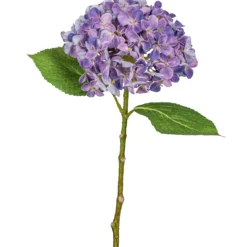 Hortensie FLOWERS
