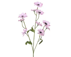 Kornblume FLOWER