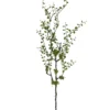 Mühlenbeckiazweig FLOWERS