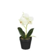 Phalaenopsis im Topf grün 25cm ORCHIDEE