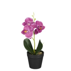 Phalaenopsis im Topf violett 25cm ORCHIDEE