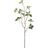 Pittosporumzweig PITTOSPORUM